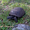 Gopher Tortoise