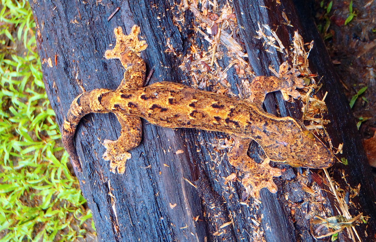 Turnip-tailed Gecko