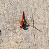 Scarlet Percher Dragonfly (Male)