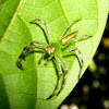 Translucent Tree Jumping Spider