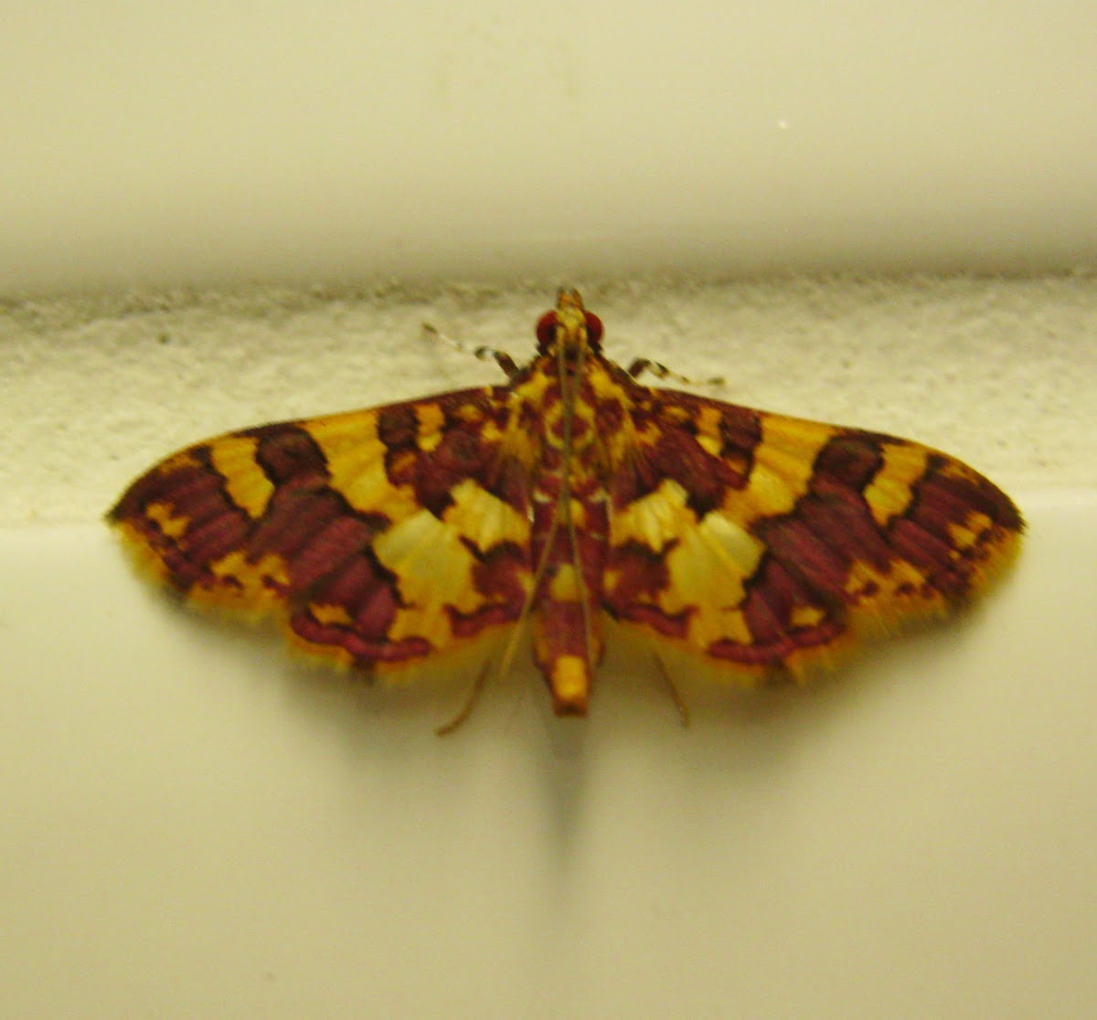 Yellow-blotched Flame Moth
