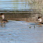 Red-crested Pochard; Pato Colorado