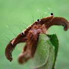 Monkey Slug Caterpillar, Lagarta Aranha(Brazil)