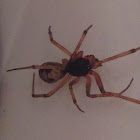 False Black Widow ( Male )