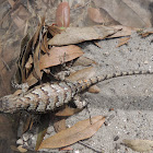 Eastern Fence Lizard, female
