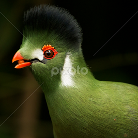 Green Crested Turaco by Merina Tjen - Lim - Animals Birds