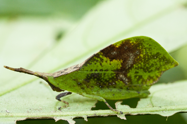 Leaf Mimic Grasshopper