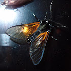 Amber Arctiid Moth