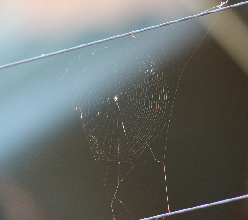 Spider web