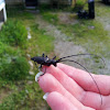 Black Fir Sawyer Beetle