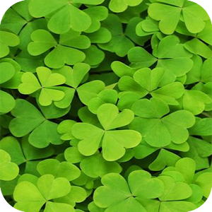 clover HD Wallpaper.apk 1.0