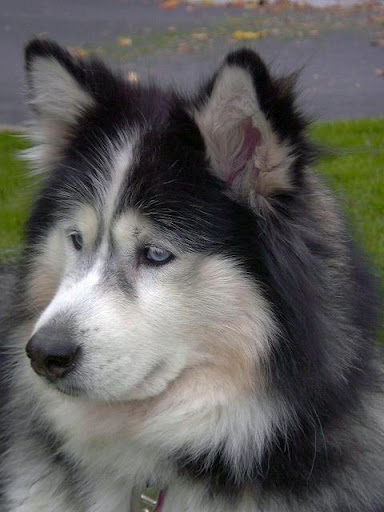 Puzzle Alaskan Malamute Game