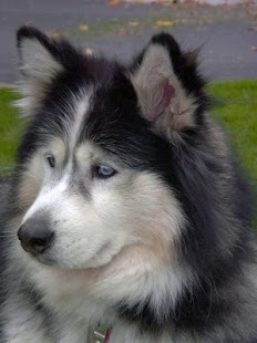 How to mod Puzzle Alaskan Malamute Game 1.0 apk for pc