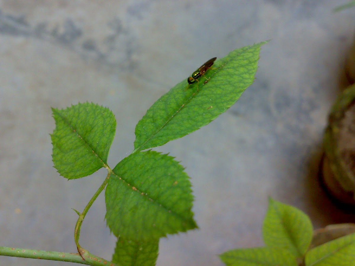 An unknown Fly ( एक अज्ञात मक्खी )