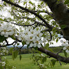 Pear Tree (flowers)