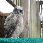 Great Horned Owl (chick)