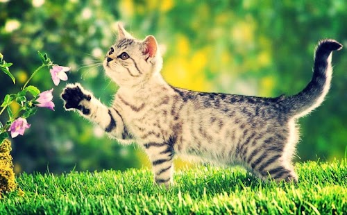 Cat Live Wallpaper Screenshots 1