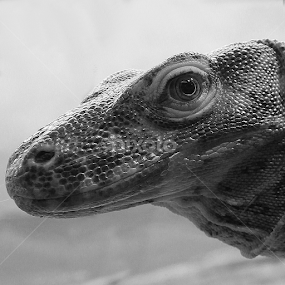 Monster  by Christa Ehrstein - Animals Reptiles