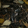 White Spindle fungus