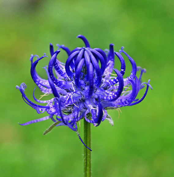 Roundheaded rampion Project Noah