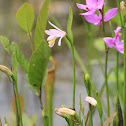 Rose Pogonia/Snakemouth Orchid