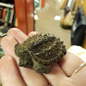 Common Snapping Turtle