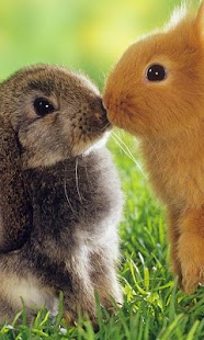 Rabbit Wallpaper Free Screenshots 8