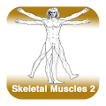 Anatomy - Skeletal Muscles 2 Apk