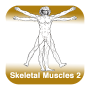 Anatomy - Skeletal Muscles 2