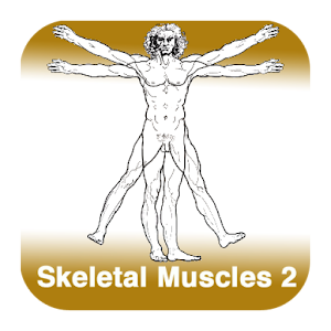 Anatomy - Skeletal Muscles 2 logo