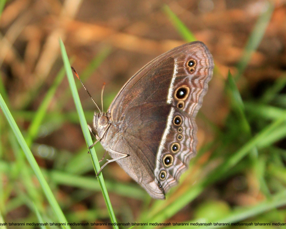 Nymphalidae butterfly