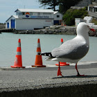 Akiaki Gull (Red-billed Gull)