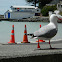 Akiaki Gull (Red-billed Gull)