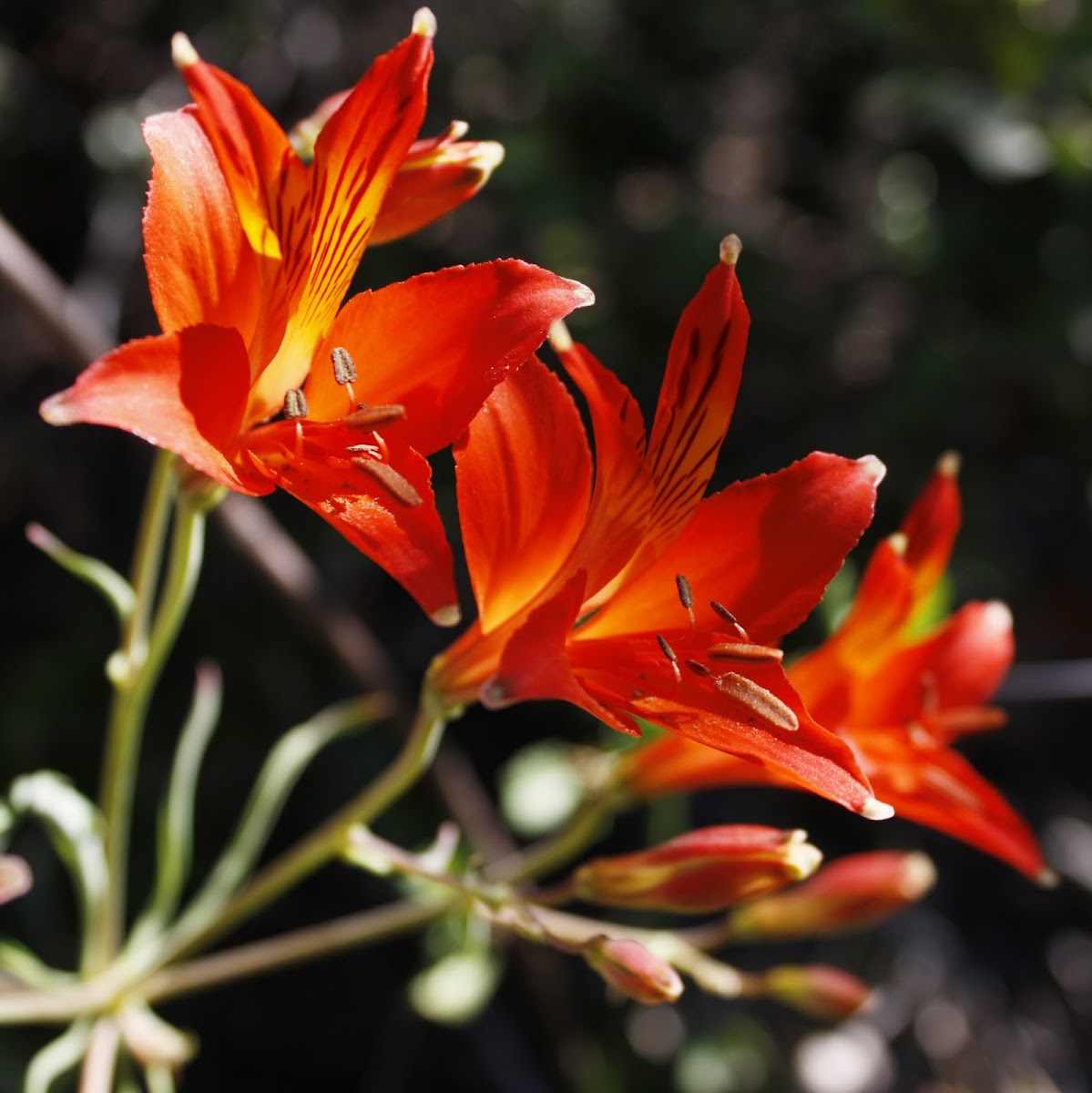 Flor del Gallo / Peruvian Lily