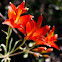 Flor del Gallo / Peruvian Lily