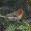 House Finch