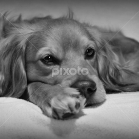 by Mickey Carson-preston - Animals - Dogs Portraits