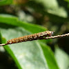 Biblidinae caterpillar (Early instar)