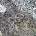 Sharp-tailed Snake