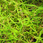 Bamboo grass