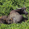 carabao / water buffalo