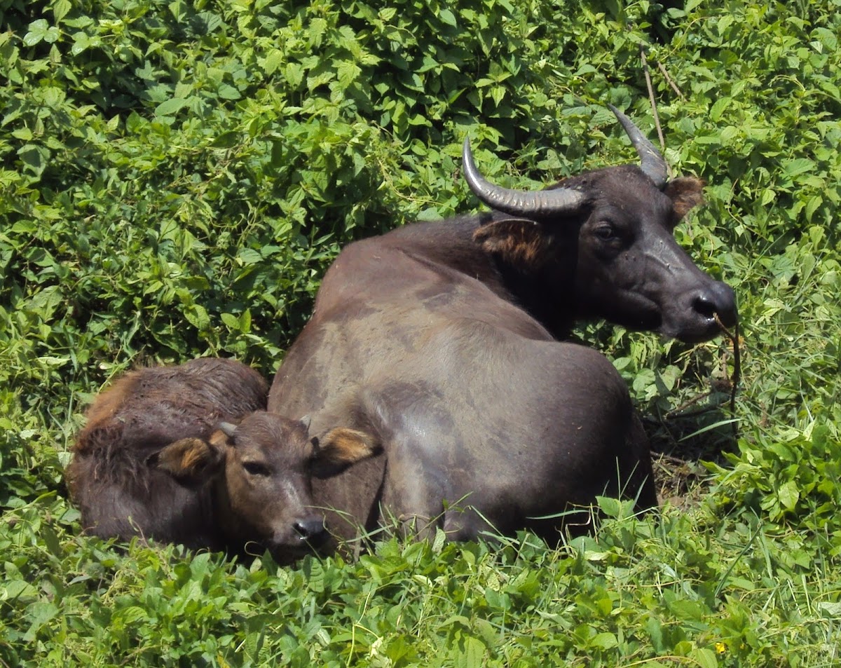 carabao / water buffalo