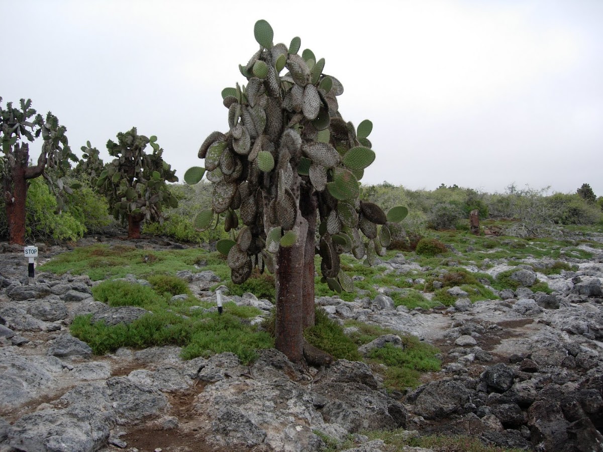 Cactus, Opuntia