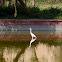 Little Egret