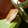 Stink Bug