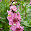 Summer Snapdragon, Angelônia