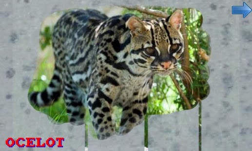 How to mod Animals Zoo for Toddlers patch 1.0.8 apk for bluestacks