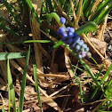 Grape Hyacinth