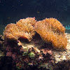 Sea Anemone (Radianthus magnifica)