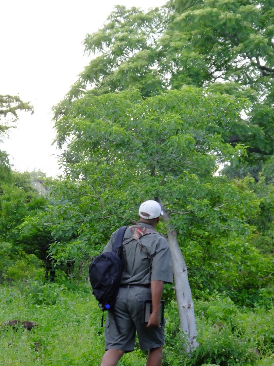 baobab sapling(50 years approx)
